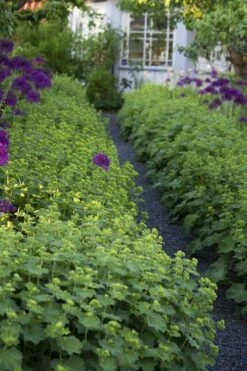 Thriller Lady's Mantle (Alchemilla Mollis) - 5 Pack Of Quart Pots -Botanhush Sales Alchemilla Mollis Thriller 3 1