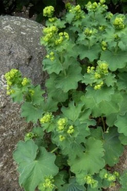 Auslese Lady's Mantle (Alchemilla Mollis) - 1 Gallon Pot -Botanhush Sales Alchemilla Mollis Thriller 4