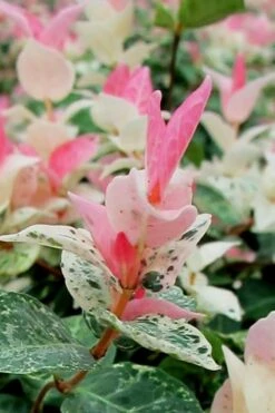 Snow N Summer Asiatic Jasmine - 6 Pack Of 1 Gallon Pots -Botanhush Sales Asian Jasmine Snow N Summer 16