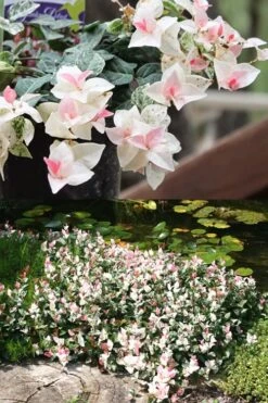 Snow N Summer Asiatic Jasmine - 6 Pack Of 1 Gallon Pots -Botanhush Sales Asian Jasmine Summer N Snow 2