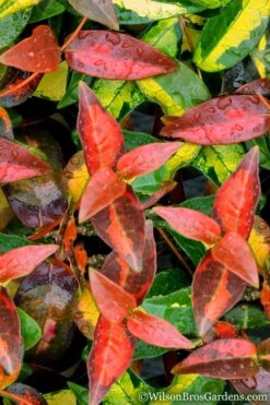 Summer Sunset Asiatic Jasmine - 6 Pack Of 1 Gallon Pots -Botanhush Sales Asian jasmine Summer Sunset 1