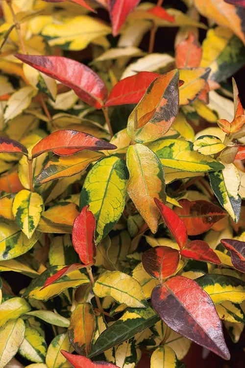 Summer Sunset Asiatic Jasmine - 1 Gallon Pot 1 Summer Sunset Asiatic Jasmine - 1 Gallon Pot