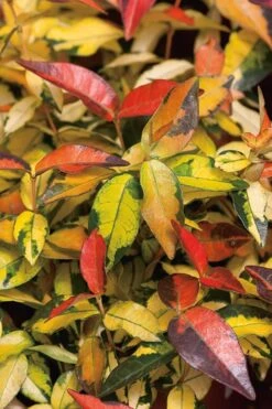 Summer Sunset Asiatic Jasmine - 6 Pack Of 1 Gallon Pots