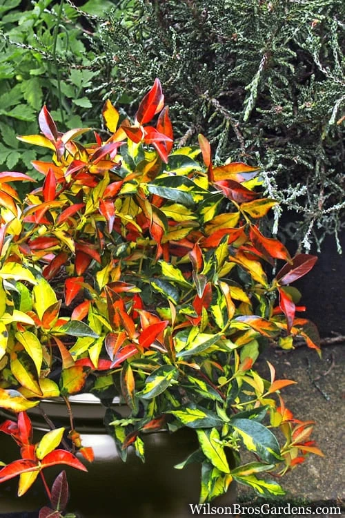 Summer Sunset Asiatic Jasmine - 1 Gallon Pot 5 Summer Sunset Asiatic Jasmine - 1 Gallon Pot - Image 5