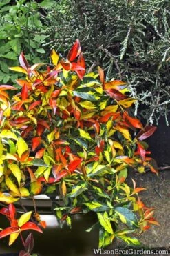 Summer Sunset Asiatic Jasmine - 6 Pack Of 1 Gallon Pots -Botanhush Sales Asian jasmine Summer Sunset 6