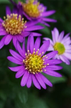 Ezo Murasaki Asian Aster (Aster Ageratoides) - 1 Gallon Pot -Botanhush Sales Aster Ezo Murasaki 1