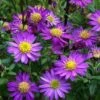 Ezo Murasaki Asian Aster (Aster Ageratoides) - 1 Gallon Pot