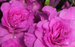 Amelia Rose Azalea - 1 Gallon Pot -Botanhush Sales Azalea Amelia Rose 1 1