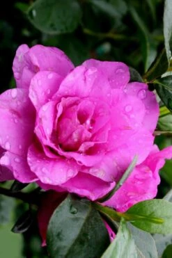 Amelia Rose Azalea - 1 Gallon Pot -Botanhush Sales Azalea Amelia Rose 3 1