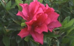 Brilliant Southern Indica Azalea - 1 Gallon Pot -Botanhush Sales Azalea Brilliant 1