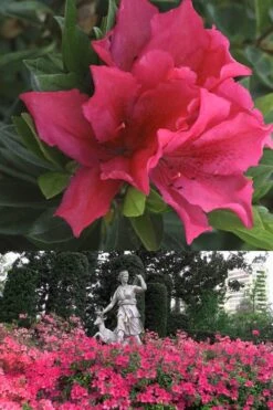 Brilliant Southern Indica Azalea - 1 Gallon Pot -Botanhush Sales Azalea Brilliant 500x700 1