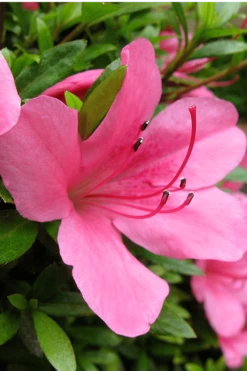 Chinzan Dwarf Azalea - 6 Pack Of 1 Gallon Pots 11 Chinzan Dwarf Azalea - 6 Pack Of 1 Gallon Pots -Botanhush Sales Azalea Chinzan 500x750 2