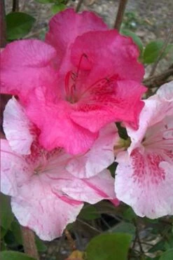 Conversation Piece Azalea - 1 Gallon Pot -Botanhush Sales Azalea Conversation Piece 10