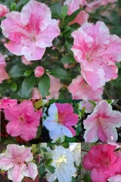 Conversation Piece Azalea - 1 Gallon Pot -Botanhush Sales Azalea Conversation Piece 2 500x750 1