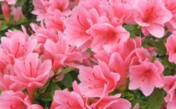 Coral Bells Azalea - 1 Gallon Pot -Botanhush Sales Azalea Coral Bells