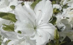 Delaware Valley White Azalea - 6 Pack Of 1 Gallon Pots -Botanhush Sales Azalea Delaware Valley White 2