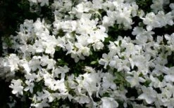 Delaware Valley White Azalea - 6 Pack Of 1 Gallon Pots -Botanhush Sales Azalea Deleware Valley White Bloom