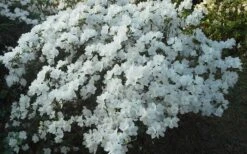 Delaware Valley White Azalea - 6 Pack Of 1 Gallon Pots -Botanhush Sales Azalea Deleware Valley White Landscape