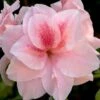 Autumn Belle Encore Azalea - 6 Pack Of 1 Gallon Pots