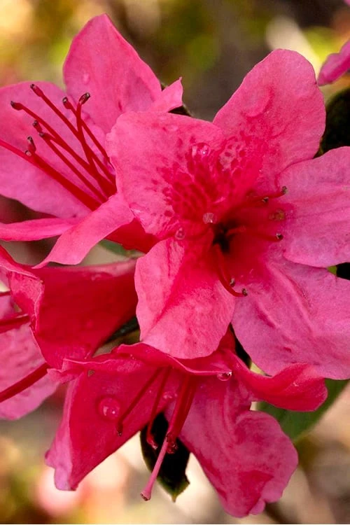 Autumn Cheer Encore Azalea - 1 Gallon Pot 1 Autumn Cheer Encore Azalea - 1 Gallon Pot