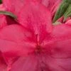 Autumn Jewel Encore Azalea - 1 Gallon Pot