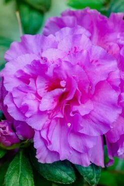 Autumn Majesty Encore Azalea - 6 Pack Of 1 Gallon Pots -Botanhush Sales Azalea Encore Autumn Majesty 12