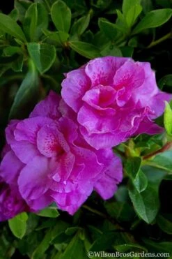 Autumn Majesty Encore Azalea - 6 Pack Of 1 Gallon Pots -Botanhush Sales Azalea Encore Autumn Majesty 5