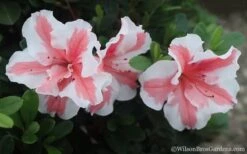 Autumn Starburst Encore Azalea - 1 Gallon Pot -Botanhush Sales Azalea Encore Autumn Starburst 2