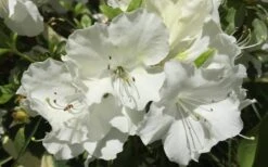 Girard's Pleasant White Azalea - 1 Gallon Pot 10 Girard's Pleasant White Azalea - 1 Gallon Pot -Botanhush Sales Azalea Girards Pleasant White