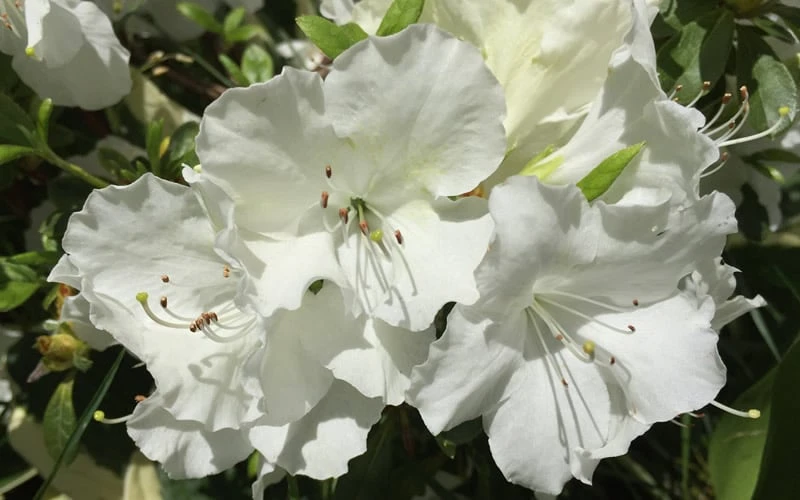 Girard's Pleasant White Azalea - 1 Gallon Pot 4 Girard's Pleasant White Azalea - 1 Gallon Pot - Image 4