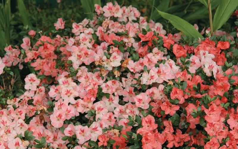 Hilda Niblett Azalea - 2 Gallon Pot 5 Hilda Niblett Azalea - 2 Gallon Pot - Image 5