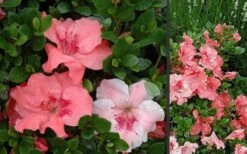 Hilda Niblett Azalea - 2 Gallon Pot 13 Hilda Niblett Azalea - 2 Gallon Pot -Botanhush Sales Azalea Hilda Niblet Flowers 3