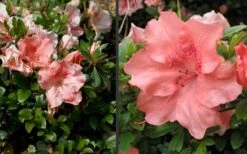 Hilda Niblett Azalea - 2 Gallon Pot 14 Hilda Niblett Azalea - 2 Gallon Pot -Botanhush Sales Azalea Hilda Niblet Flowers 4