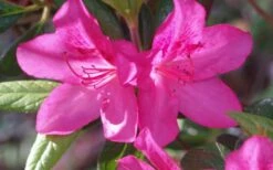 Judge Solomon Southern Indica Azalea - 3 Gallon Pot -Botanhush Sales Azalea Judge Solomon 50