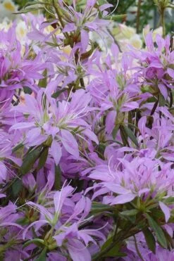 Koromo Shikibu Purple Spider Azalea - 3 Gallon Pot -Botanhush Sales Azalea Koromo Shikibu 2