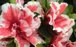 Mardi Gras Southern Indica Azalea - 6 Pack Of 1 Gallon Pots -Botanhush Sales Azalea Mardi Gras 2