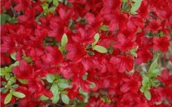 Midnight Flare Azalea - 3 Gallon Pot -Botanhush Sales Azalea Midnight Flare 1