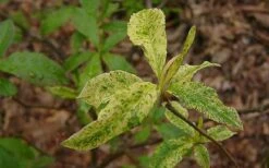 Dons Variegated Native Azalea - Rhododendron - 1 Gallon Pot 8 Dons Variegated Native Azalea - Rhododendron - 1 Gallon Pot -Botanhush Sales Azalea Native Dons Variegated 3
