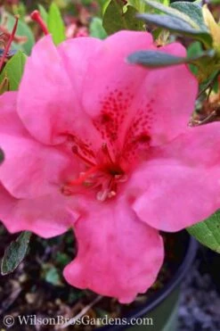 Pink Explosion Bloom 'N Again Azalea - 2 Gallon Pot 8 Pink Explosion Bloom 'N Again Azalea - 2 Gallon Pot -Botanhush Sales Azalea Pink Explosion Bloom N Again 20