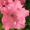 Gumpo Pink Dwarf Azalea - 2 Gallon Pot