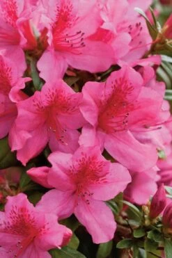 Pride Of Mobile Azalea - 1 Gallon Pot -Botanhush Sales Azalea Pride Of Mobile 500x750 1