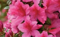 Pride Of Mobile Azalea - 1 Gallon Pot -Botanhush Sales Azalea Pride of Mobile 15
