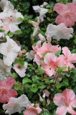 Sir Robert Dwarf Azalea - 6 Pack Of 1 Gallon Pots -Botanhush Sales Azalea Sir Robert 12