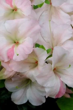 Sir Robert Dwarf Azalea - 6 Pack Of 1 Gallon Pots -Botanhush Sales Azalea Sir Robert 20