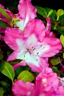 Vibrant Azalea (Harris Hybrid) - 1 Gallon Pot -Botanhush Sales Azalea Vibrant 1