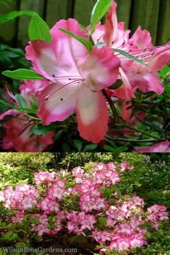 Vibrant Azalea (Harris Hybrid) - 6 Pack Of 1 Gallon Pots 7 Vibrant Azalea (Harris Hybrid) - 6 Pack Of 1 Gallon Pots -Botanhush Sales Azalea Vibrant 2