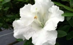 Gumpo White Dwarf Azalea - 1 Gallon Pot -Botanhush Sales Azalea White Gumpo