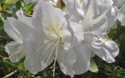 Mrs. G.G. Gerbing White Southern Indica Azalea - 1 Gallon Pot -Botanhush Sales Azlea GG Gerbing Flower 1