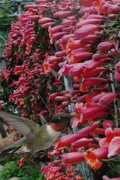 Shalimar Red Crossvine - Bignonia Capreolata - 2 Gallon Pot -Botanhush Sales Bignonia Shalimar Red 20 2