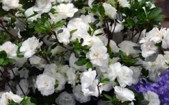 Snowball Bloom 'N Again Azalea - 2 Gallon Pot -Botanhush Sales Bloom N Again Azalea Snowball